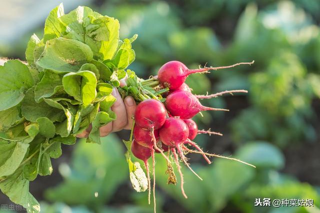 秋季种根菜，试试这5种，种植简单产量高，别老种白萝卜胡萝卜了