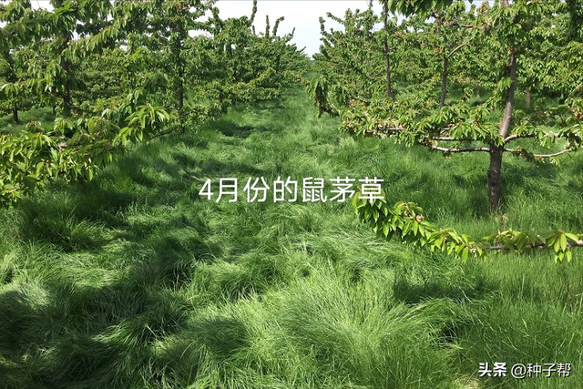 炎炎夏日，能替代人工除草植物，鼠茅草一举多得，可连续用4~5年