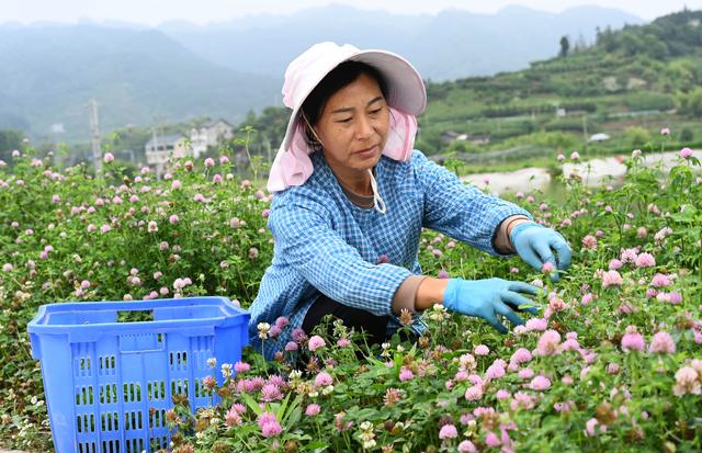 （经济）贵州黄平：野菜驯化种植催生农业新业态