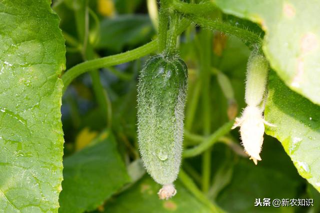 ​黄瓜种植与栽培技术，学习完这些，就不需再看别的文章了