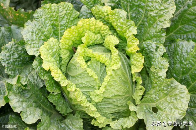 夏白菜的适播期一般在5月底到6月初，这份种植技术你收藏好！