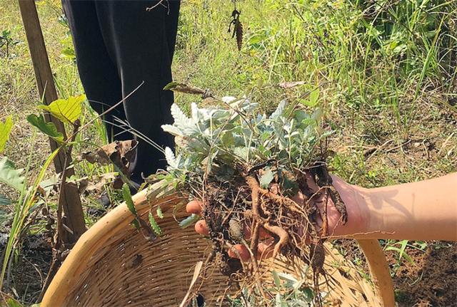 认识农村这种翻白草，价值珍贵，以前放牛经常挖，根茎剥皮可吃