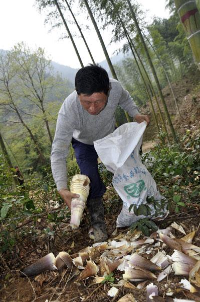 竹子种植技术