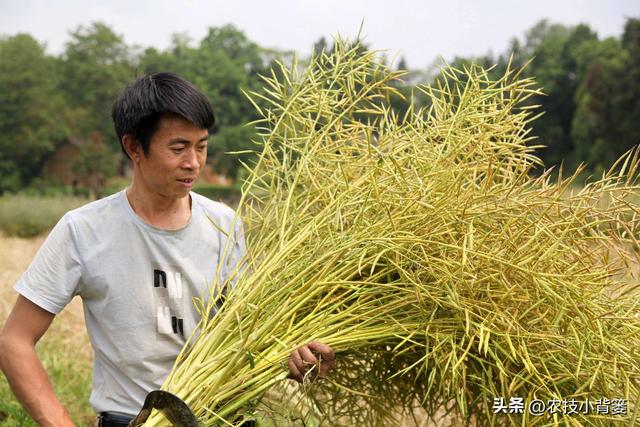 高产油菜有哪些种植管理技巧？从种到收重点抓好这8点