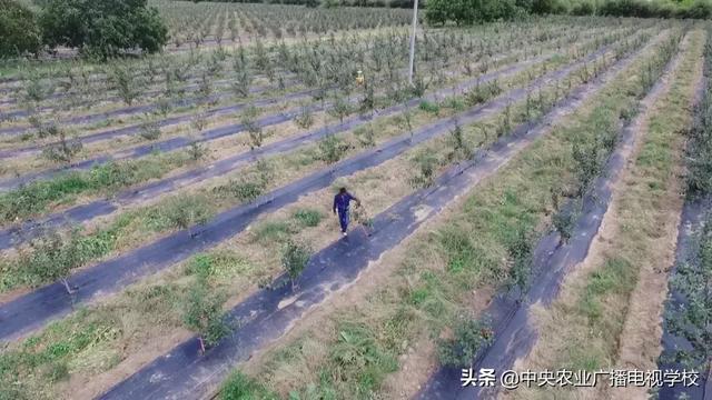 【农广天地】西藏苹果水肥一体化技术