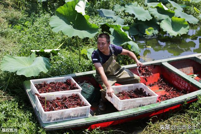 山西小伙承包20亩地，种植一种莲藕，亩平均收益超万元