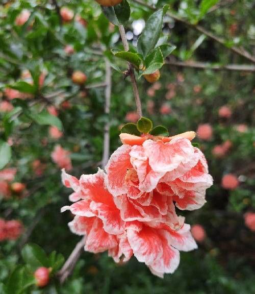 4种适合庭院种植的花，花量大表现好，花色也很正，花开不断