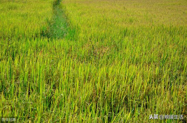 农村是如何种植有机大米的？优质的种植方式少不了九大步骤