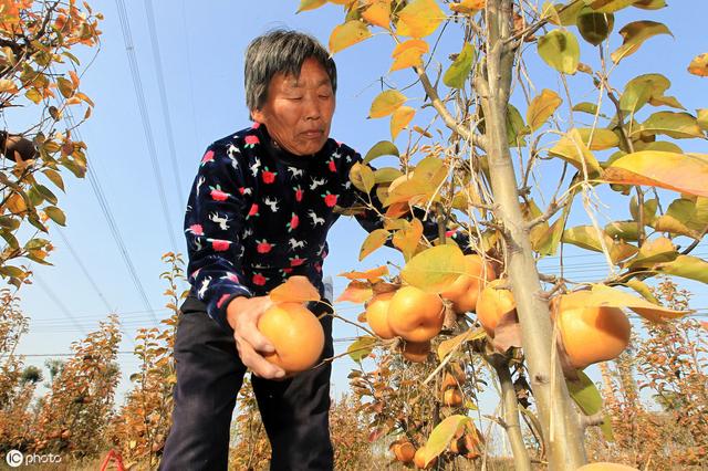 南乐县晚秋黄梨种植气候条件分析