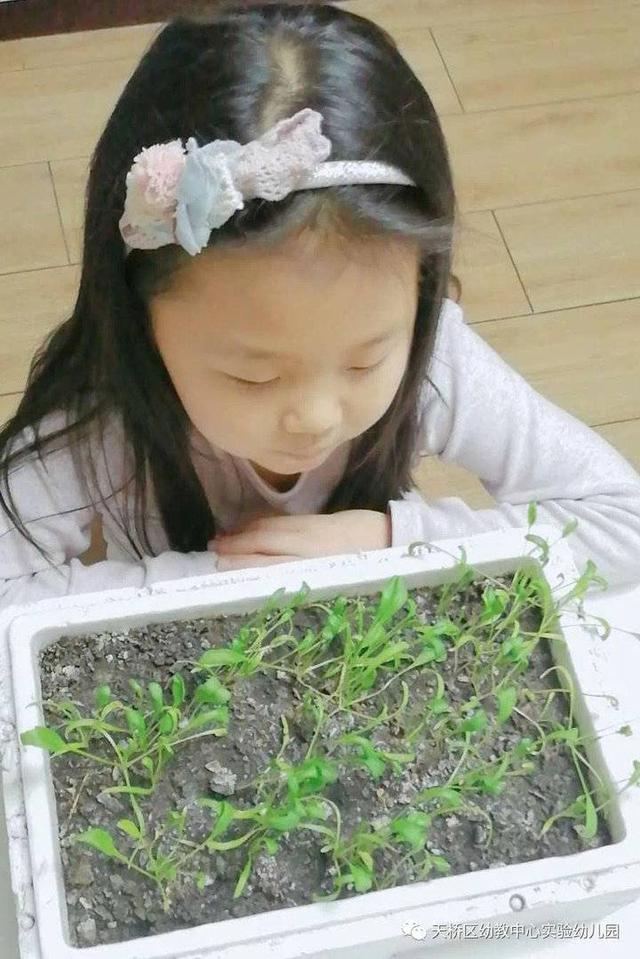 播种添绿正当时 天桥区幼教中心实验幼儿园开展亲子种植活动