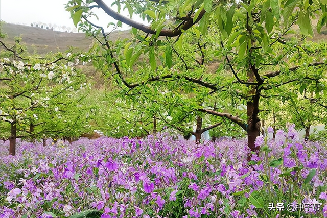 冬季能观叶，春季能观花，它叫二月兰，介绍种植方法和利用价值