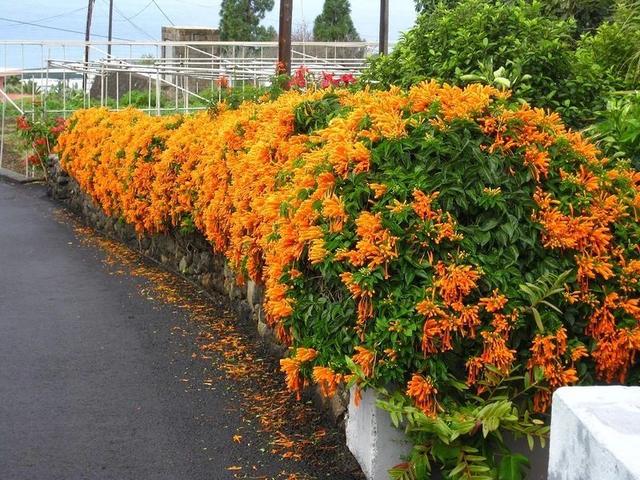 适合新手养护的几种藤本花卉，有的可以播种繁殖