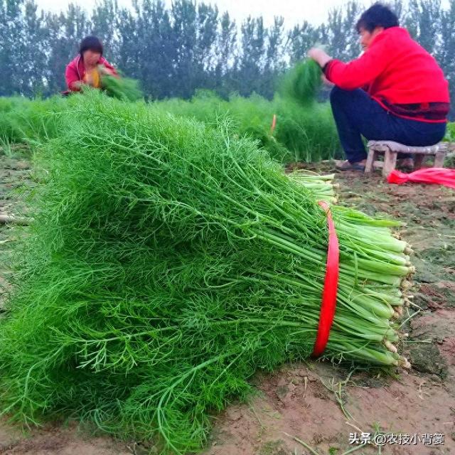 茴香有哪些种植管理技巧？怎样才能轻松种出高产鲜嫩的茴香？