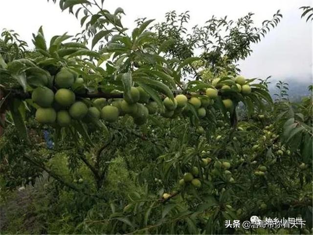 就是脆！被种植上千年，面积持续缩小，却促成好行情