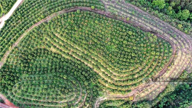 广西南丹：种植黄金果 带动乡村游