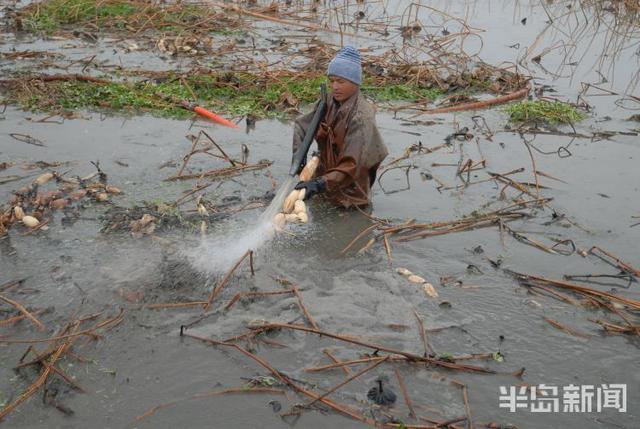 即墨160亩浅水藕迎丰收，每亩收入可达两万元