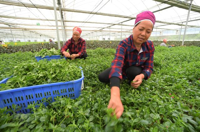 （经济）贵州黄平：野菜驯化种植催生农业新业态