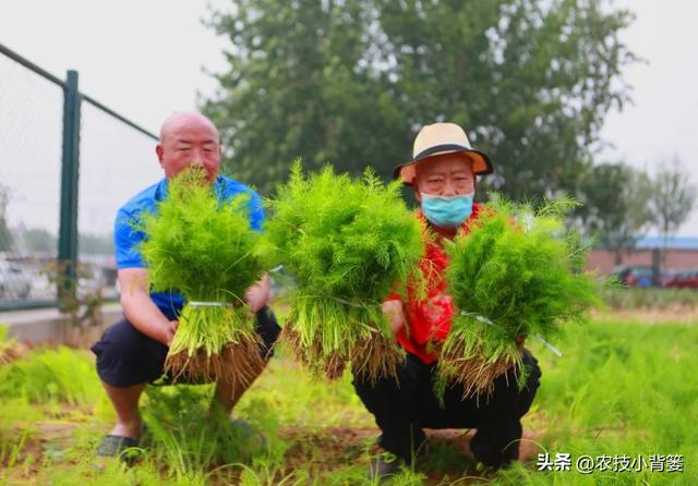 茴香有哪些种植管理技巧？怎样才能轻松种出高产鲜嫩的茴香？