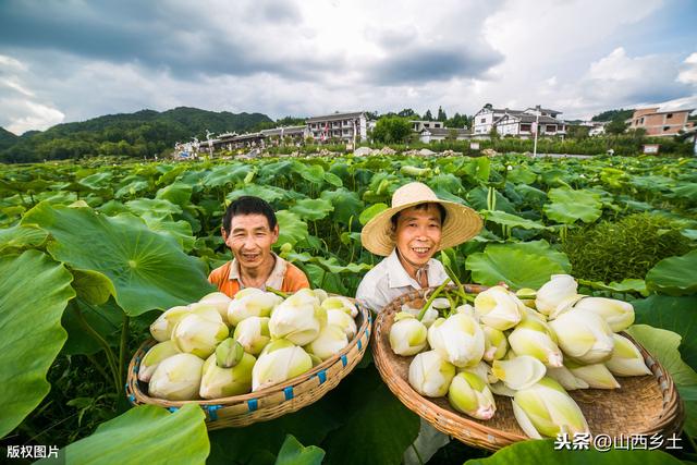 山西小伙承包20亩地，种植一种莲藕，亩平均收益超万元