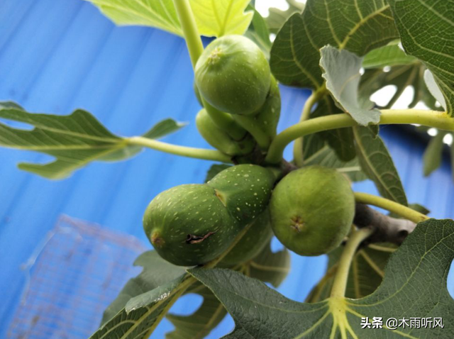 什么时候种植无花果容易成活？如何种植？