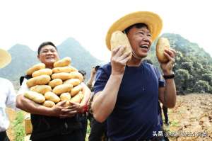 土豆高产种植管理方法(种植马铃薯只要抓好这几点，农民实现高产增收很简单)