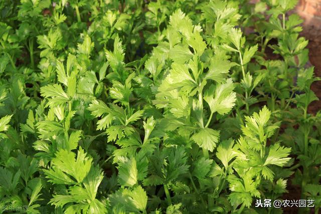 大棚芹菜栽培技术，种植时需要注意的事情，一起来看看吧