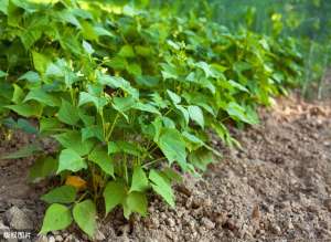 大豆高产种植技术(大豆该怎么种、怎么管？才能让大豆高产？农民：务必早知道)