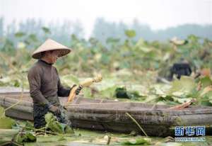 霍邱 种植 什么(安徽霍邱：莲藕种植助力脱贫增收)