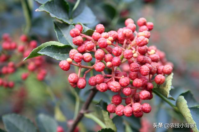 怎样才能种植出好花椒？花椒怎样采种、播种、育苗、定干？