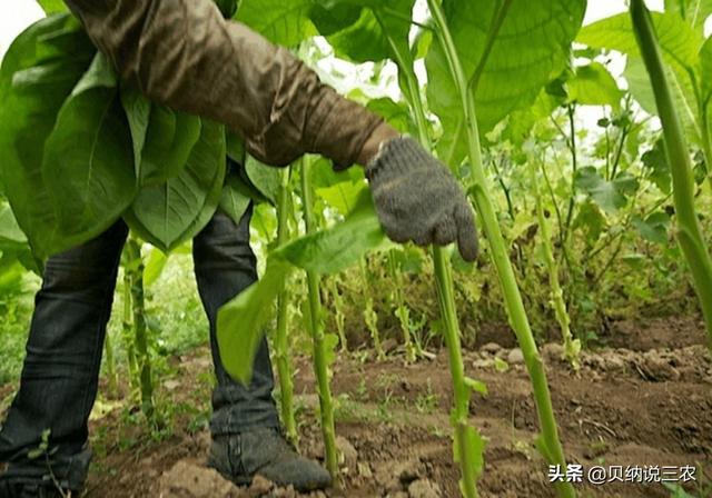 了解烟草的种植，栽植密度的影响要知道，是增质稳产的基础