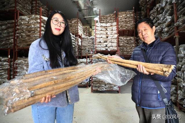 沙土地里种出“东洋参”，徐州这里的黄皮牛蒡闯出大市场