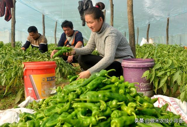 秋季大棚蔬菜高产种植有技巧，棚内5条管理事项要抓好