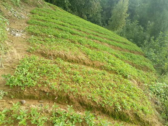 半夏 药材种植 农业创业好项目？ 锋哥告诉你实情