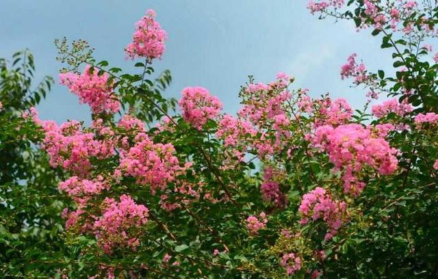 4种适合庭院种植的花，花量大表现好，花色也很正，花开不断