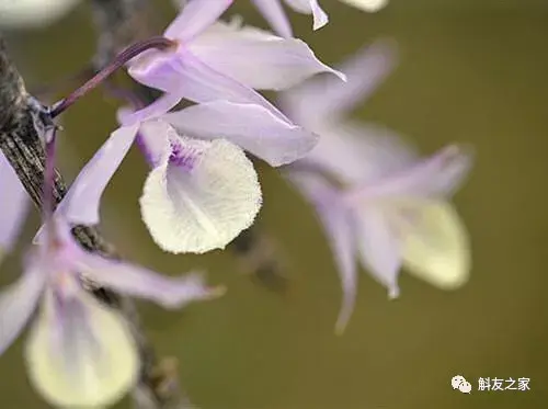 「石斛花大全」赶紧收藏起来