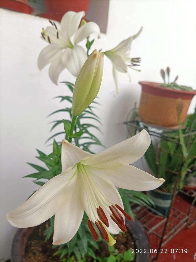 盆栽百合花知道怎么养护吗？