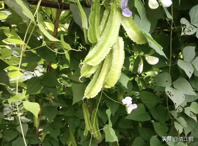 神 奇豆角地上结荚地下结薯长有4棱角，浑身是宝，高效种植亩入3万