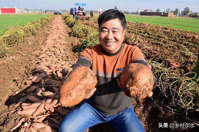 红薯怎么种产量高？老农传授你6个诀窍，红薯结得多、个头大