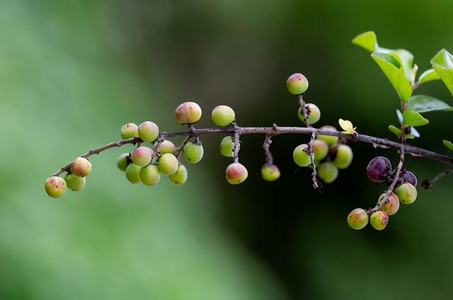 雀梅的特点、生长环境、养殖技巧、注意问题