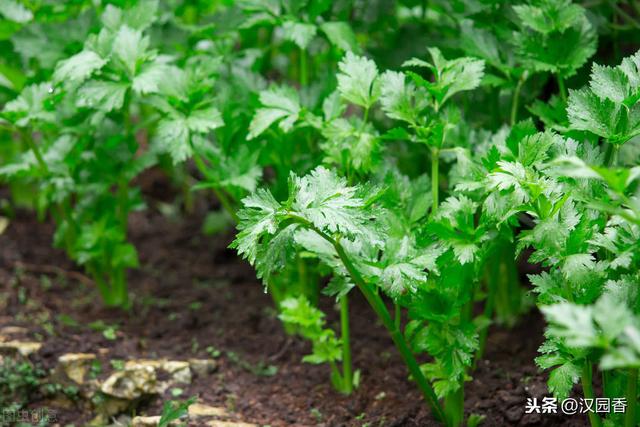 芹菜主要品种与栽培技术，你知道吗？赶快收藏下来吧