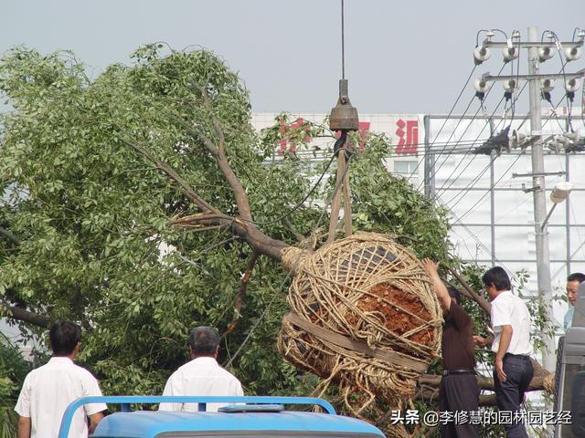 如何栽植养护香樟树？