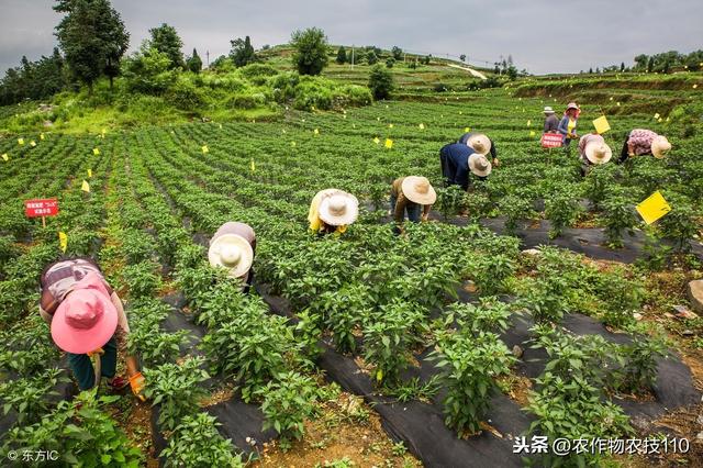 大棚辣椒，该怎么种植？产量高、品质好？