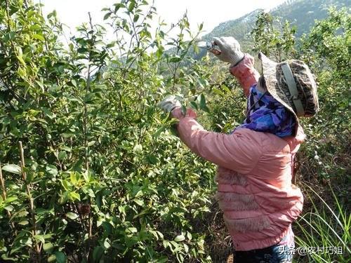 油茶苗种植之后几年需要整枝