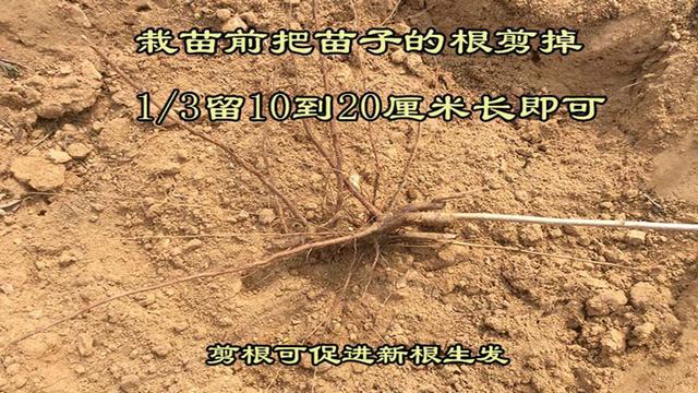 大榛子种植技术｜园地准备、栽植方法、当年管理