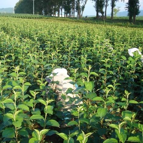 吃完苹果籽不要扔了，教你苹果种子种植方法