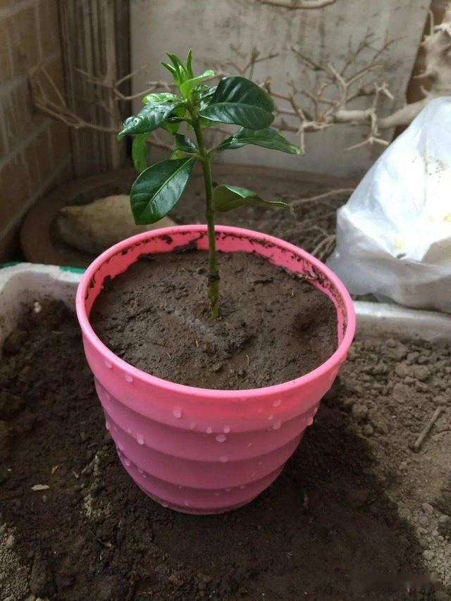 用种子培育栀子花，照样开花，香味重满屋飘香