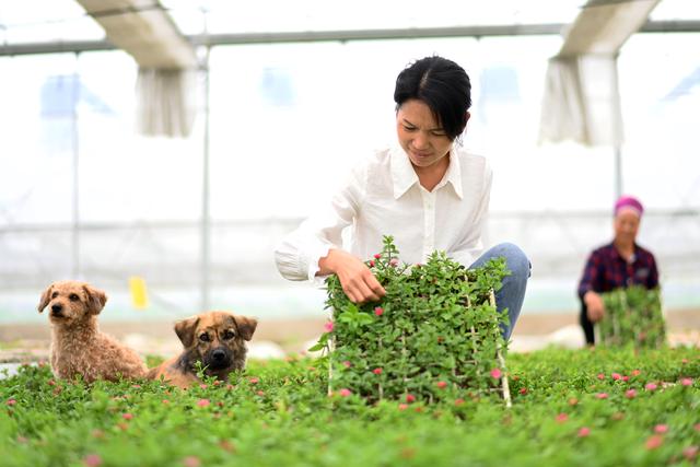 （经济）贵州黄平：野菜驯化种植催生农业新业态