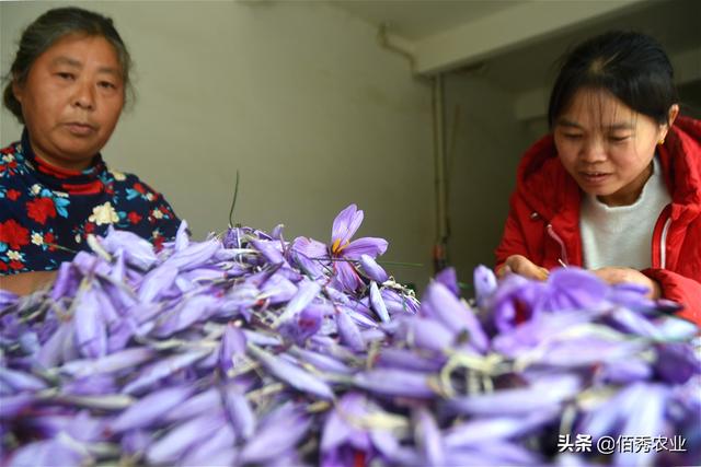 农民种植中药材藏红花，每亩只能收获2斤，巅峰时造就一批土豪