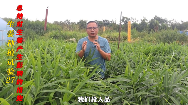 总结一下种植过程中对生姜容易产生影响的措施有哪些?#老...