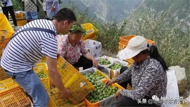 就是脆！被种植上千年，面积持续缩小，却促成好行情